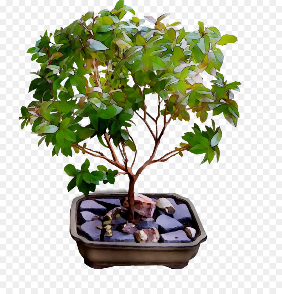 Chinês Doce De Ameixa，árvore PNG