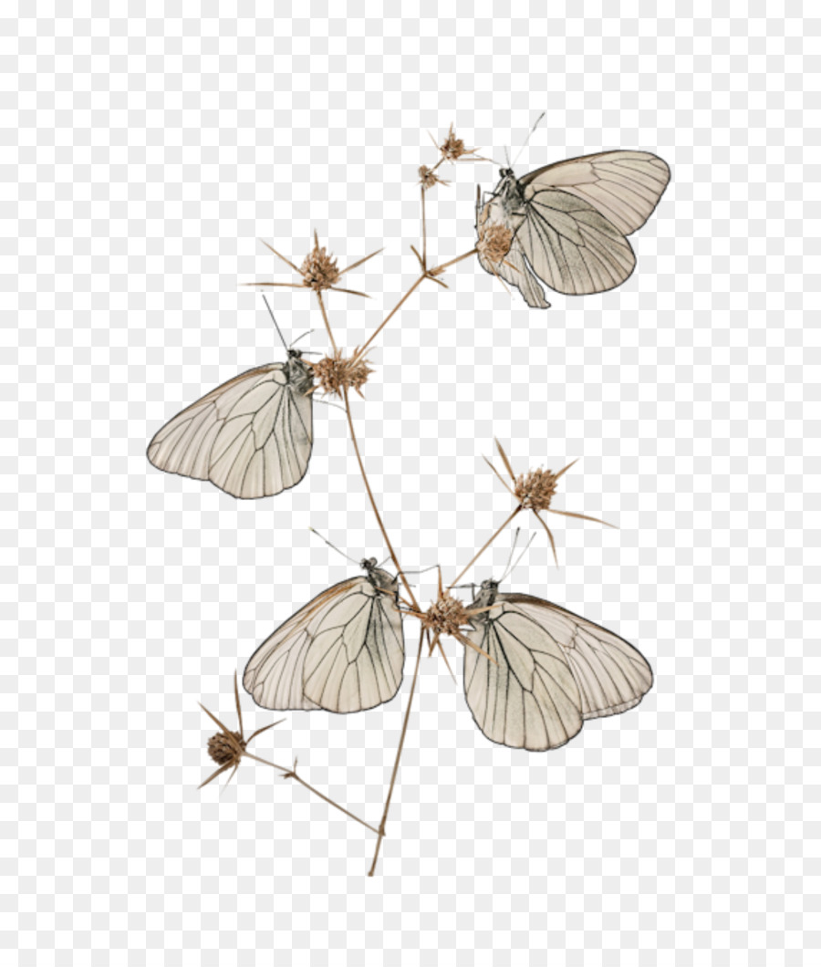 Borboleta，Cramers Eightyeight PNG