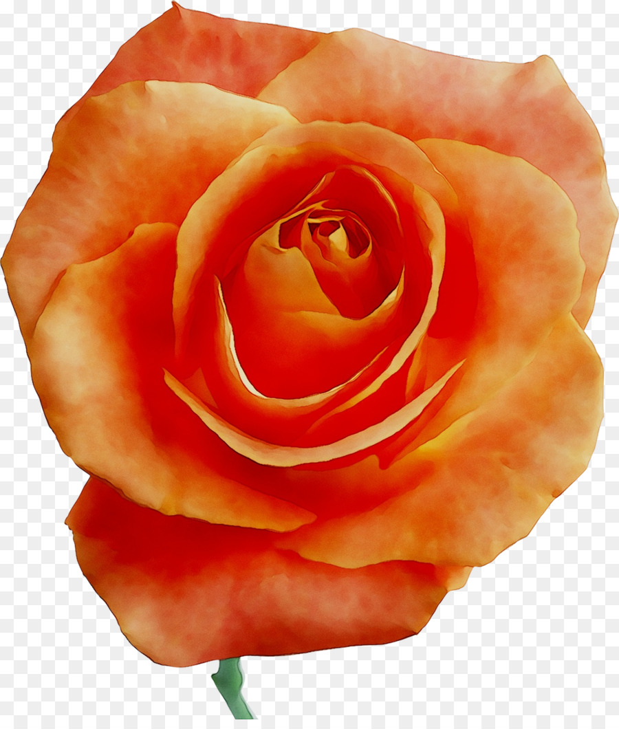 Rosa Vermelha，Florescer PNG