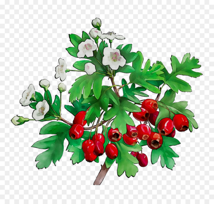 Bagas Vermelhas E Flores Brancas，Folhas Verdes PNG