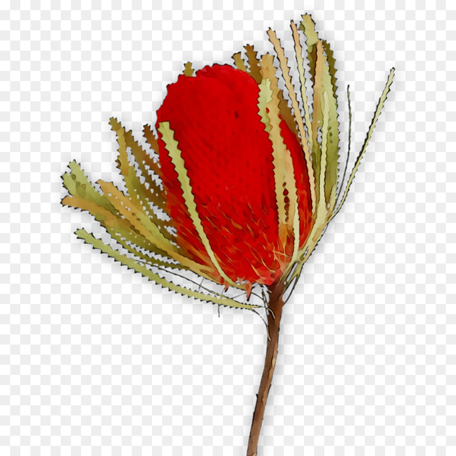 Flores De Corte，Rosa PNG