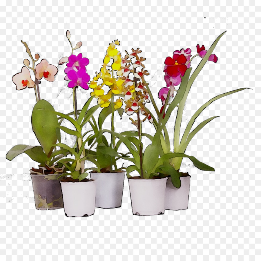 Plantas De Orquídea，Flores PNG