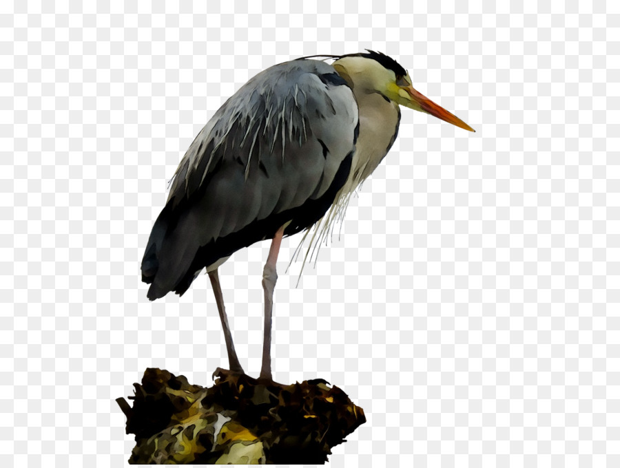 A Cegonha Branca，Heron PNG