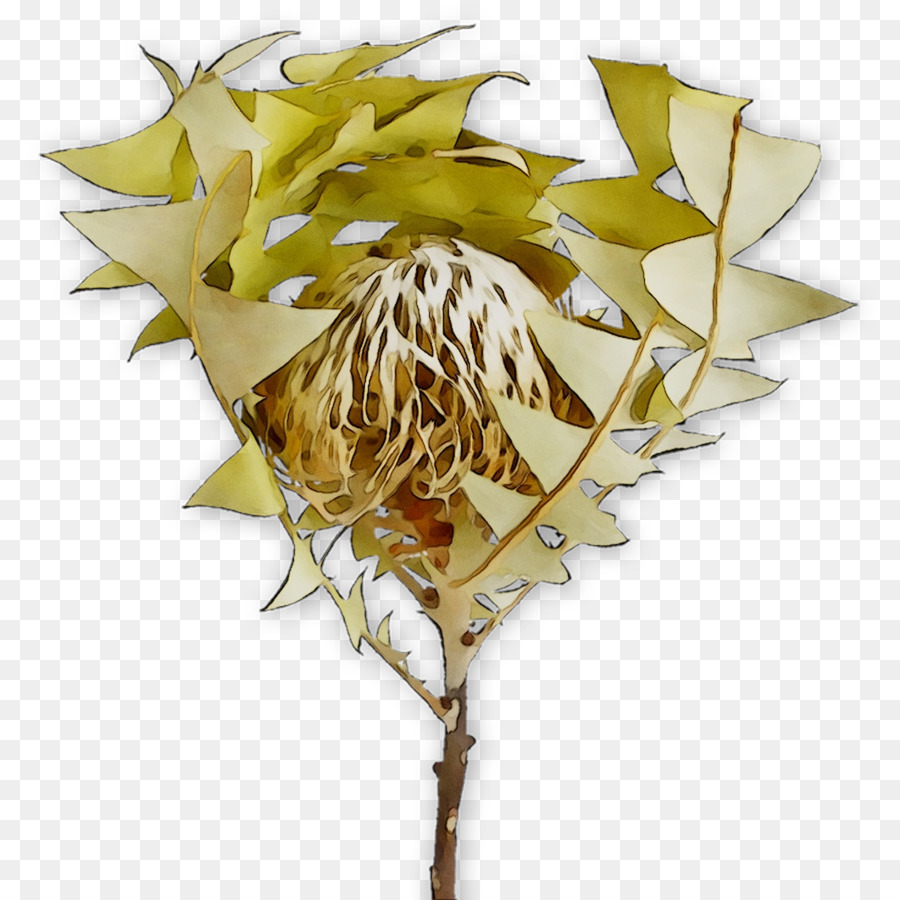 Folha，Flor PNG