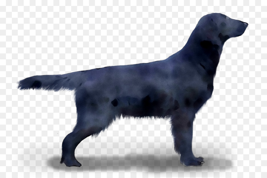 Flatcoated Retriever，Labrador Retriever PNG