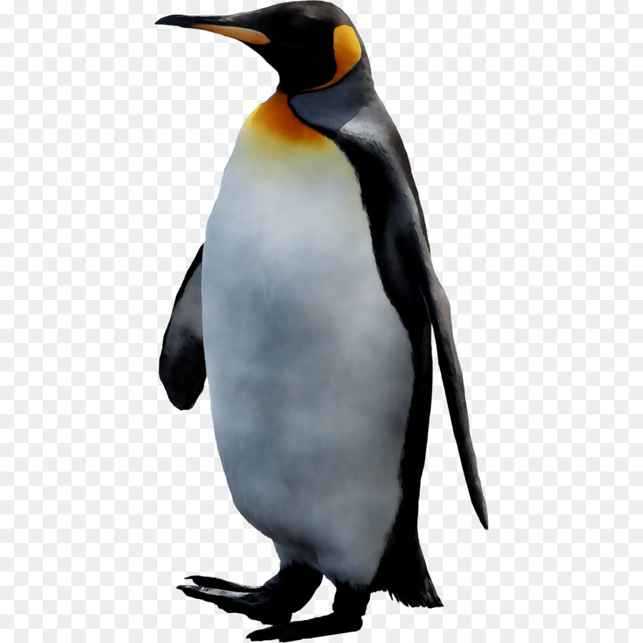 Pinguim，Pássaro PNG