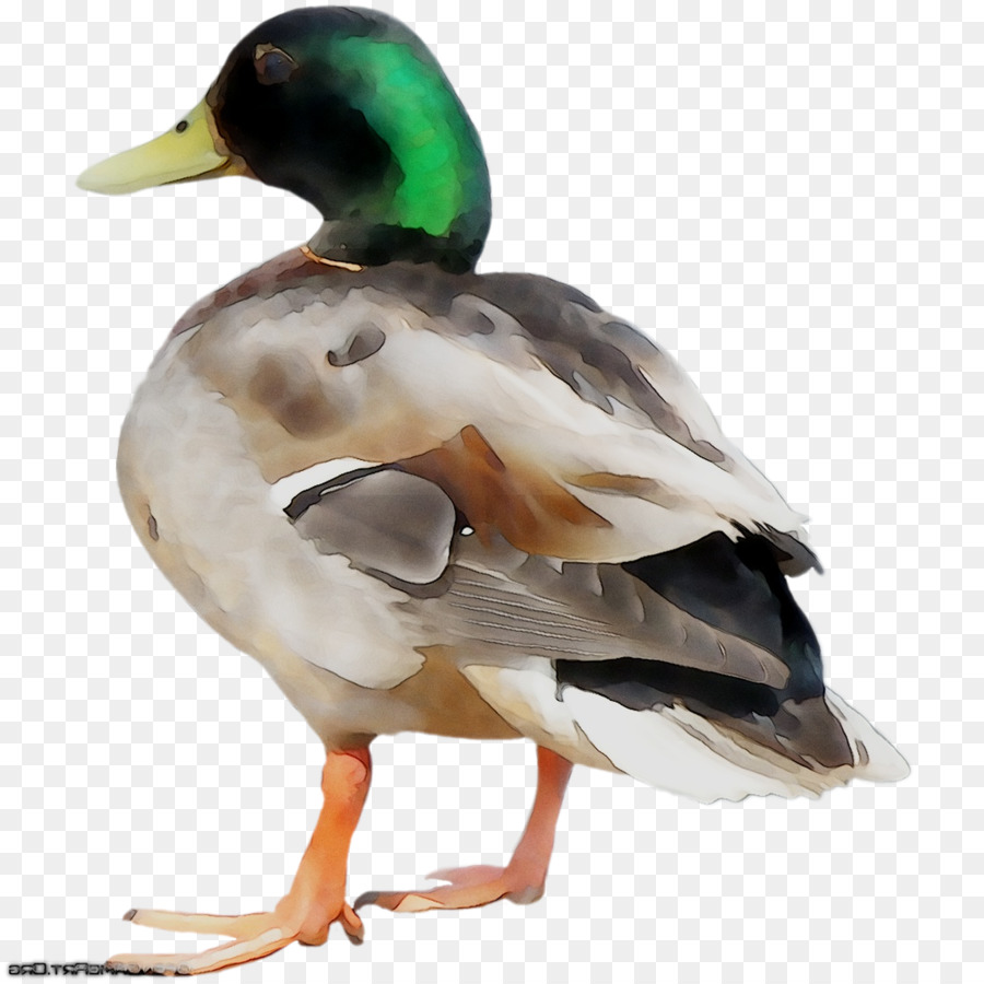 Pato，Pássaro PNG