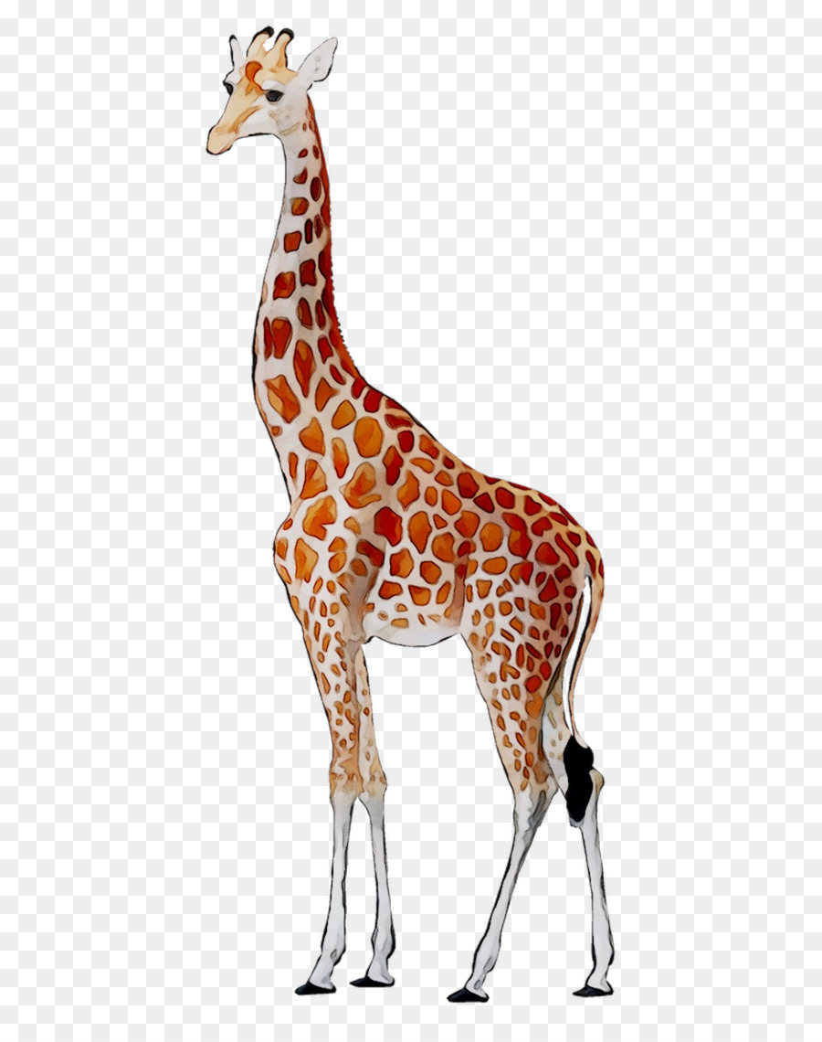 Girafa，Alto PNG