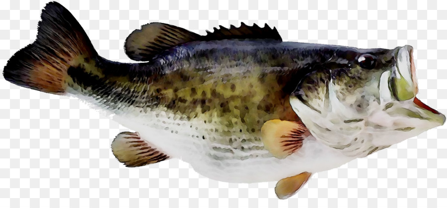 Peixe，Aquático PNG