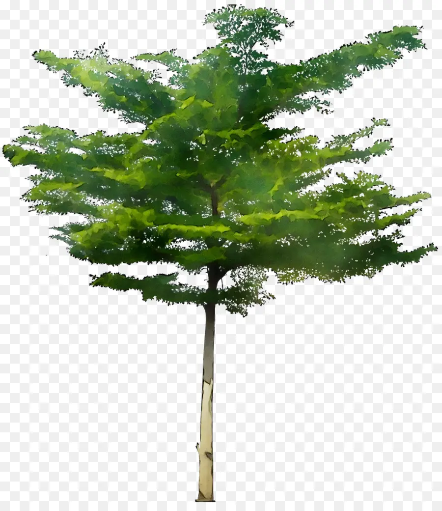 Bucida，árvore PNG