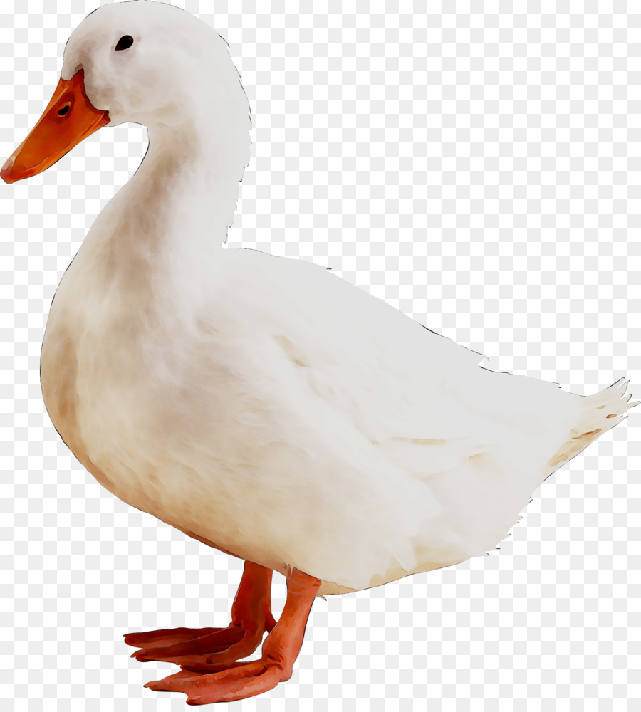 American Pekin，Pato PNG