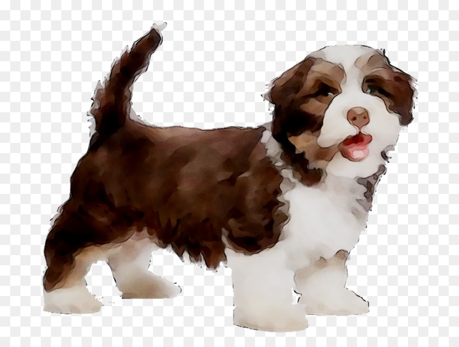 Havanese Cão，Filhote De Cachorro PNG