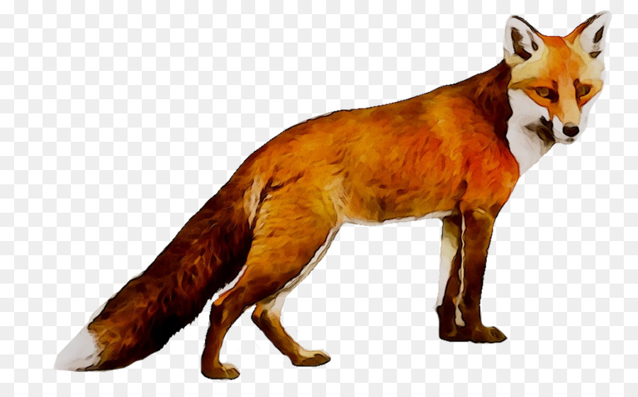Raposa Vermelha，Lobo PNG