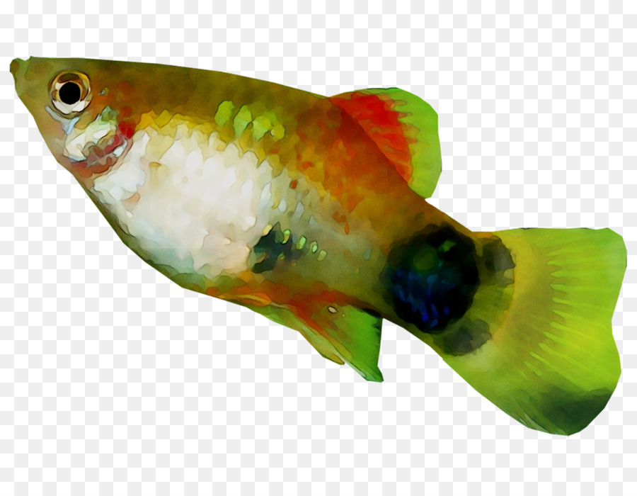 Peixes ósseos，Biologia Marinha PNG