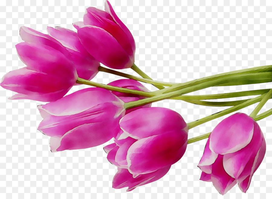 Tulip，Flor PNG