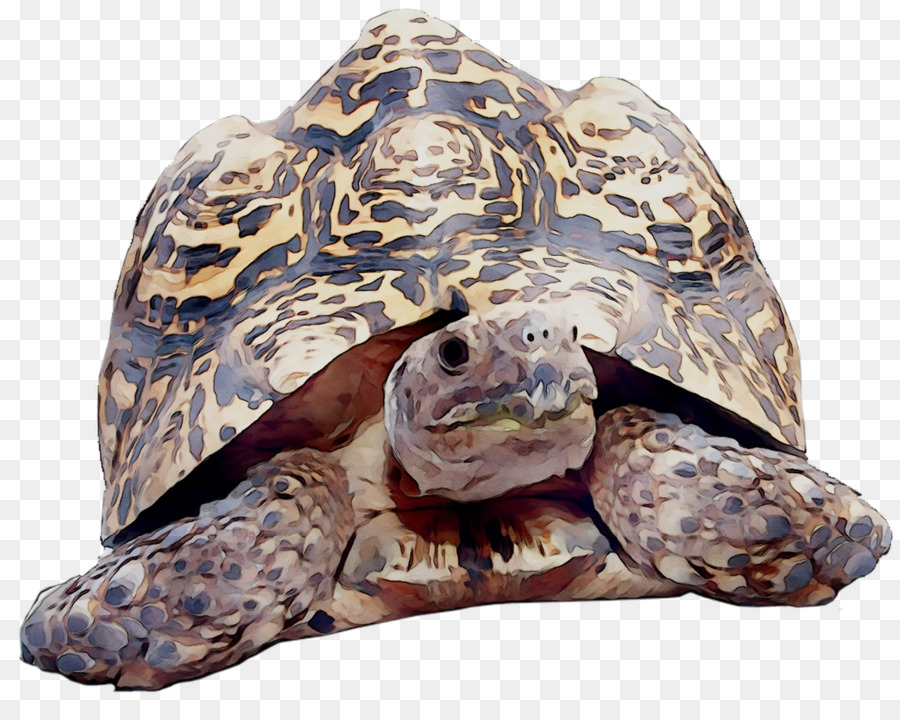 Caixa De Tartarugas，Turtle PNG