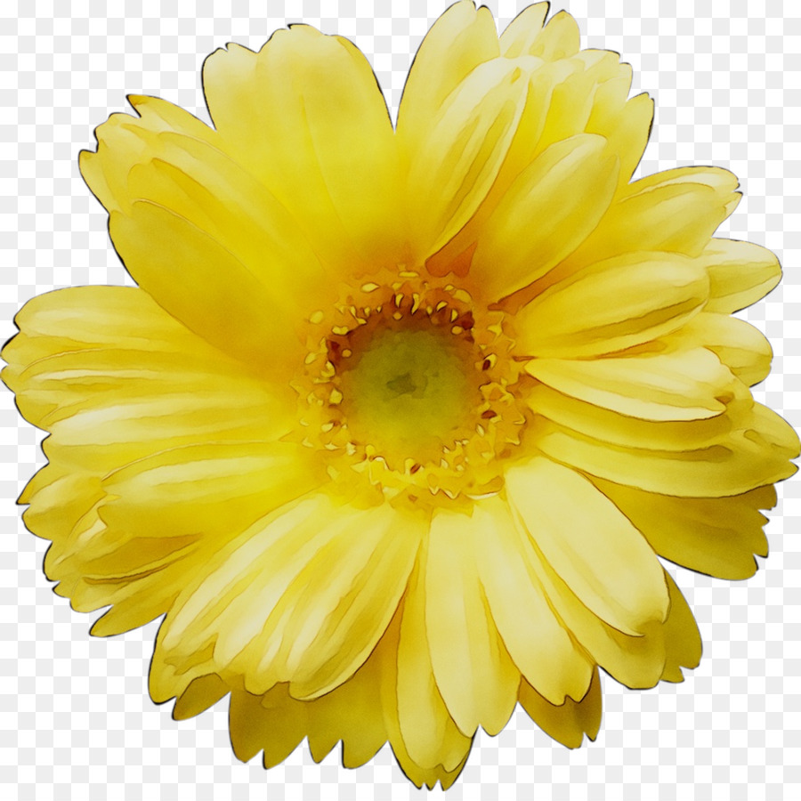 Flor Amarela，Florescer PNG