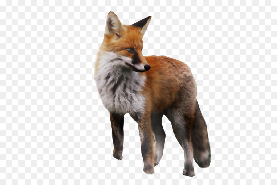 Raposa Vermelha，Gray Fox PNG