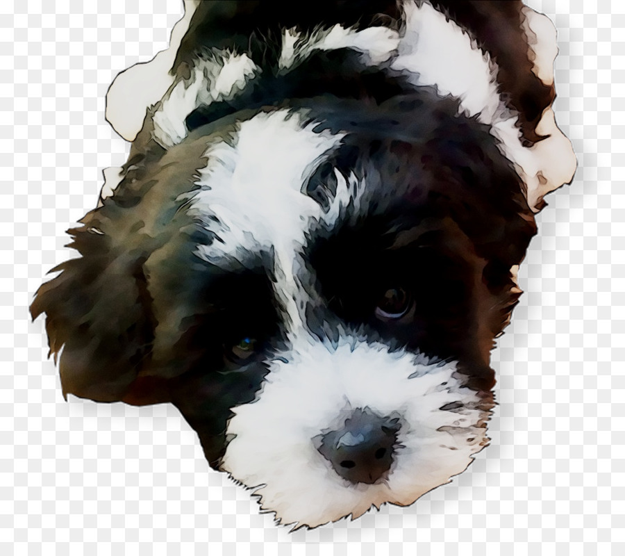 Drentse Patrijshond，Cavalier King Charles Spaniel PNG