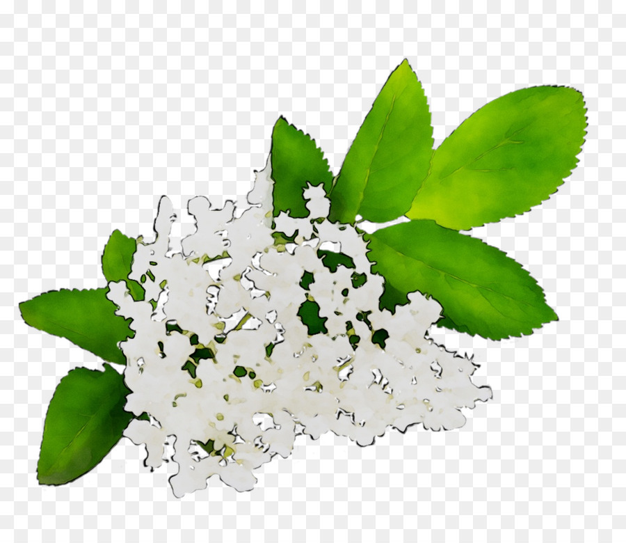 Plantas，Flor PNG