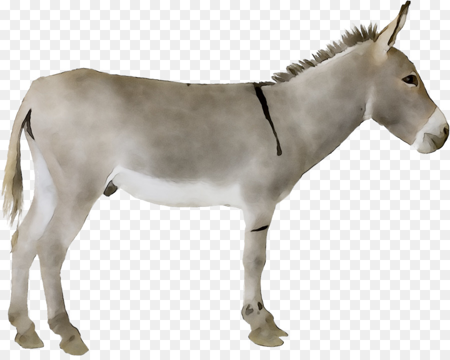 Burro，Mula PNG