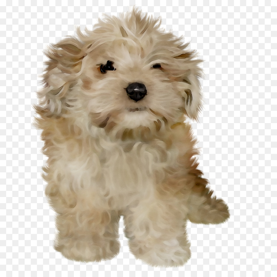 Cockapoo，Cavapoo PNG