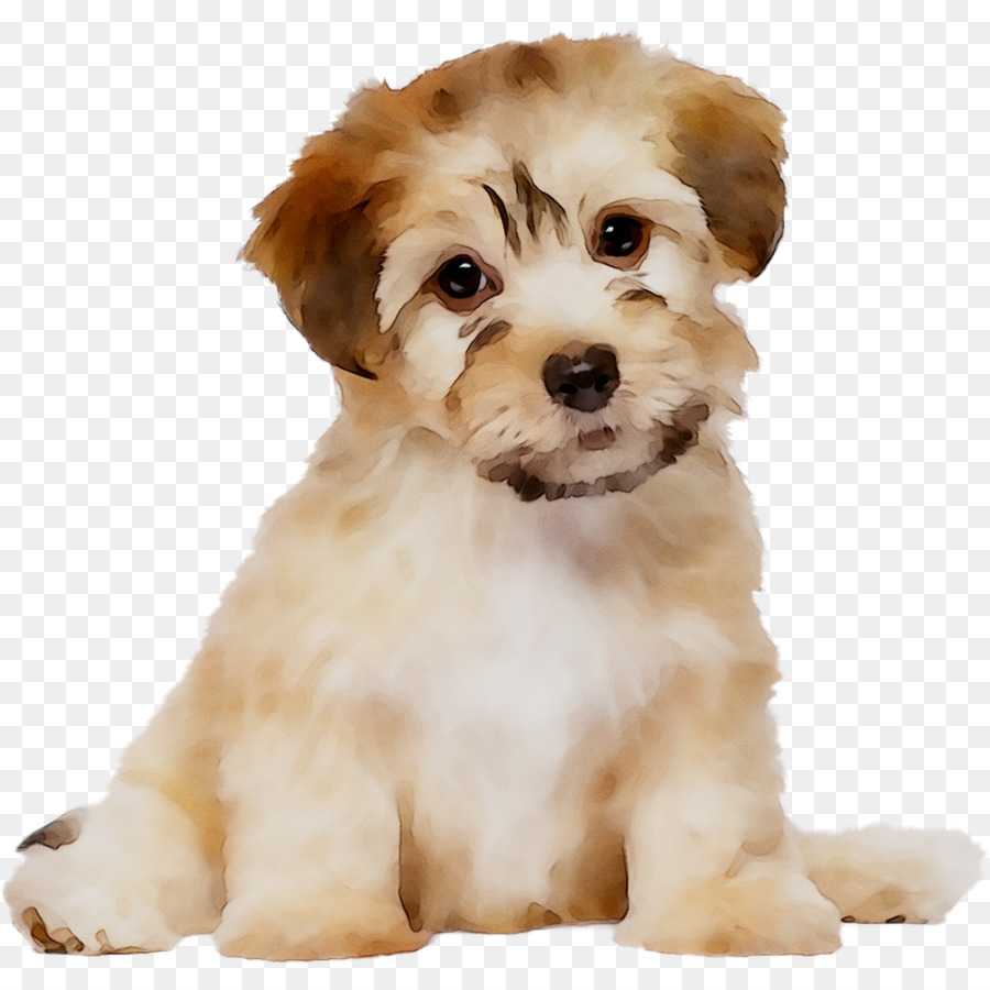 Schnoodle，Cavapoo PNG