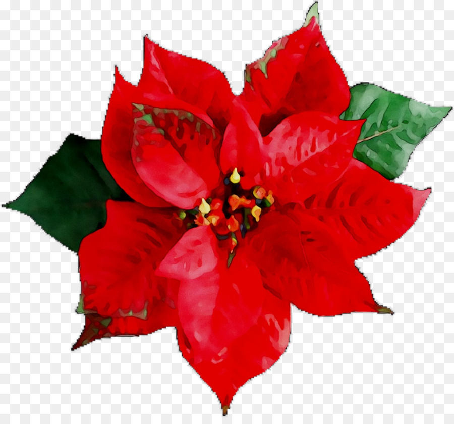 Fotografia De Stock，Poinsettia PNG