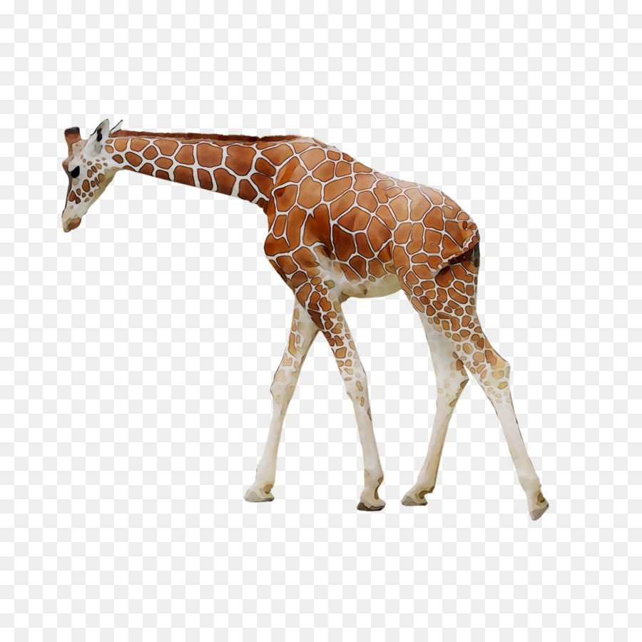 Girafa，M083vt PNG