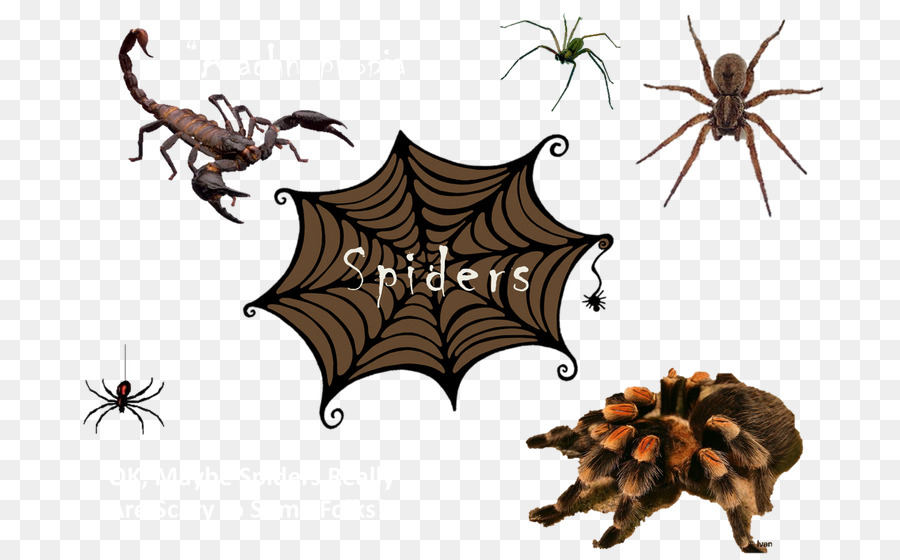 Aranha，Oito Pernas PNG