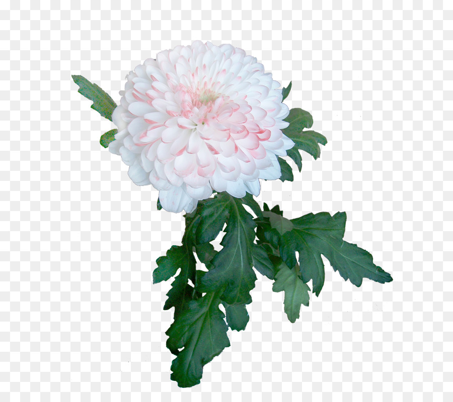 Crisântemos，Floresce PNG