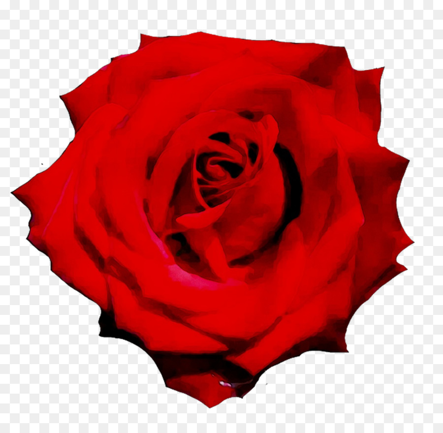 Rosas Vermelhas，Florescer PNG