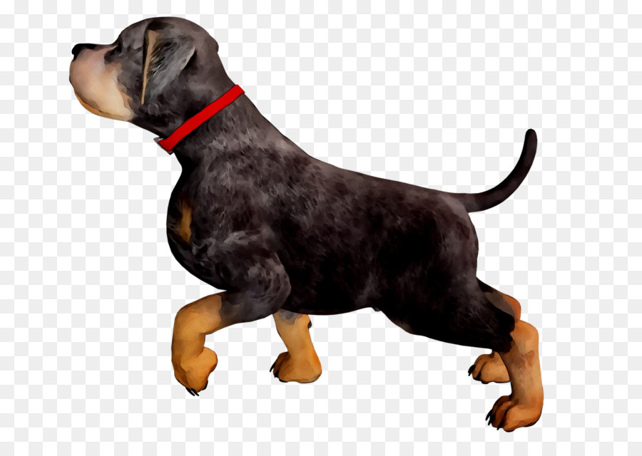 Raça Do Cão，Rottweiler PNG