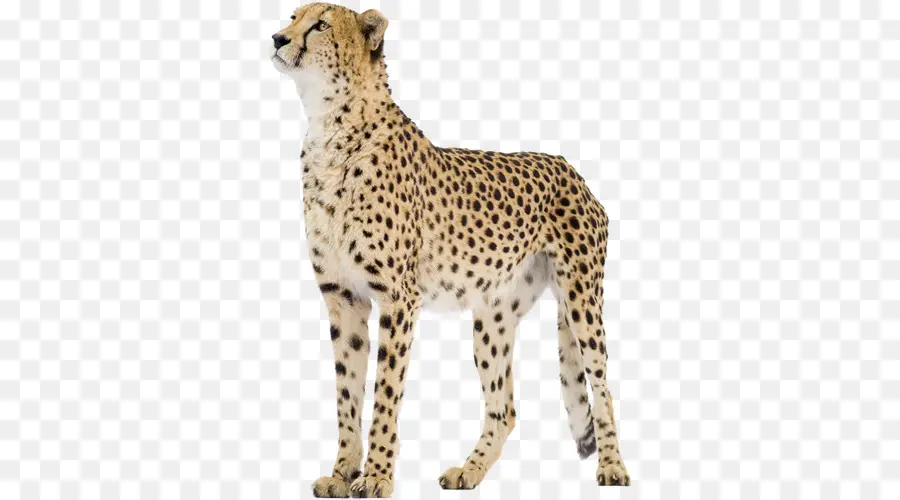 Cheetah，Fotografia De Stock PNG