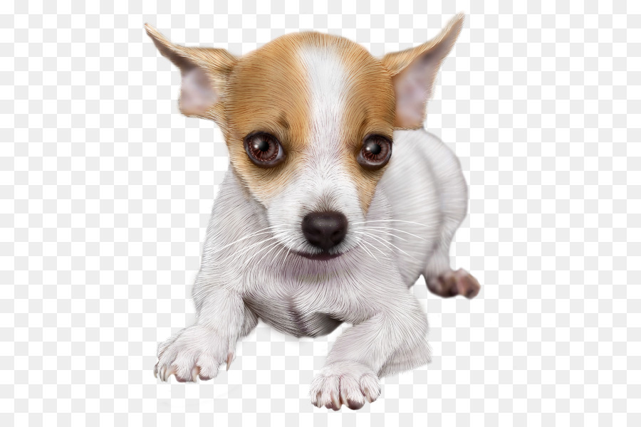 Chihuahua，Toy Fox Terrier PNG