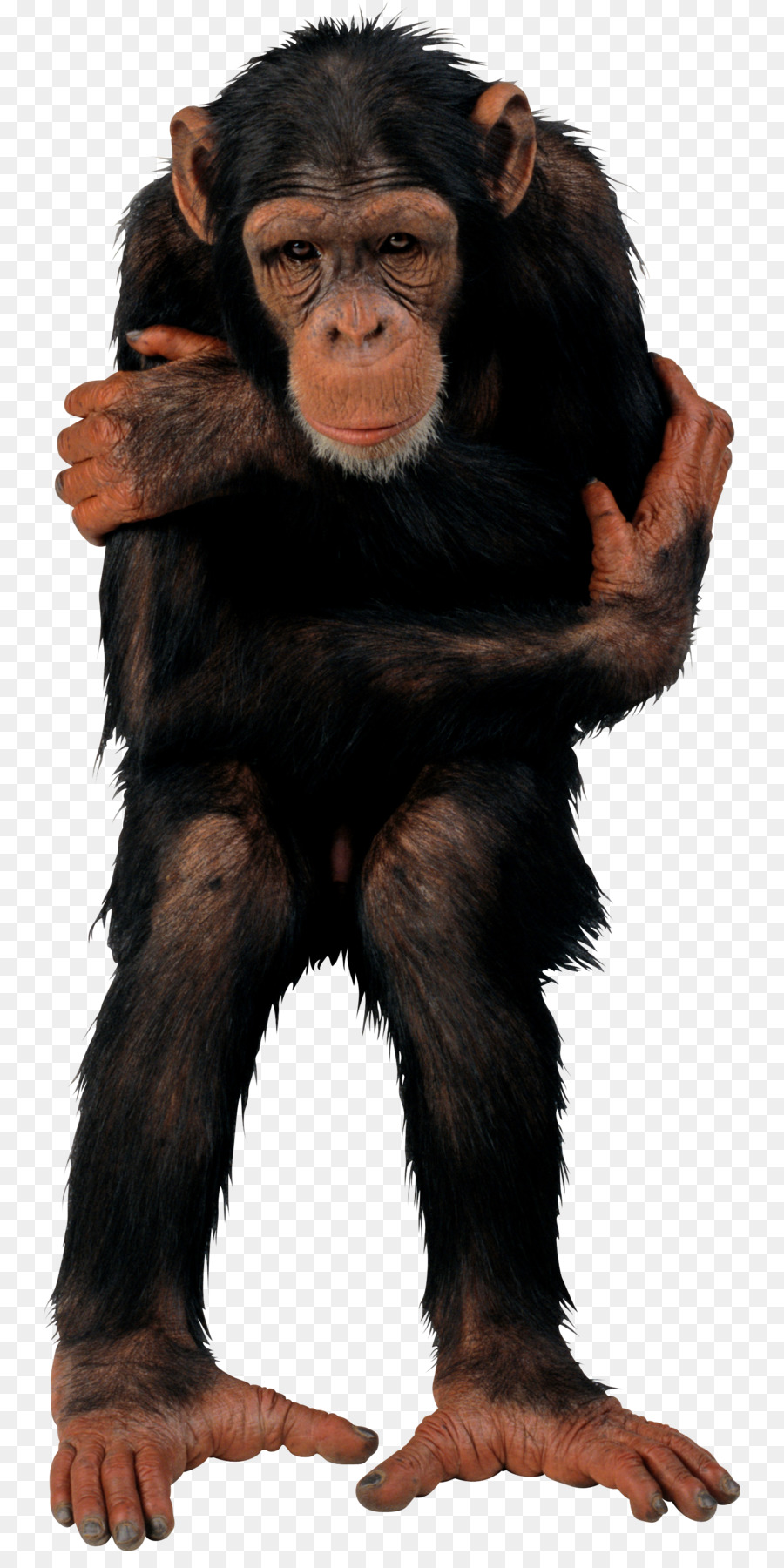 Chimpanzé Comum，De Primatas PNG