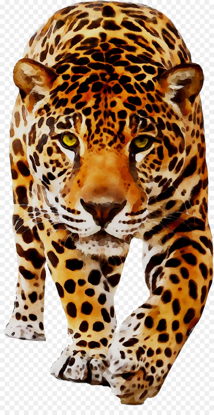 Leopardo，Pontos PNG