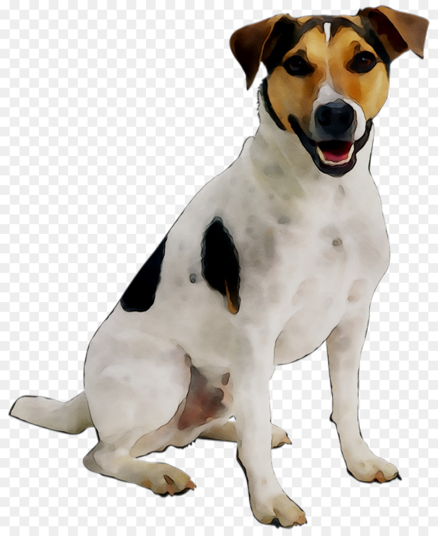 Jack Russell Terrier，Filhote De Cachorro PNG