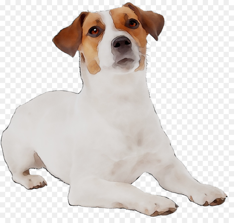 Jack Russell Terrier，Fox Terrier Miniatura PNG