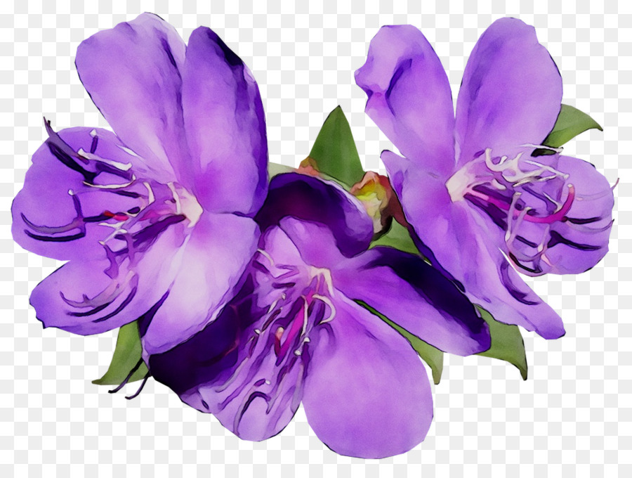 Flores De Corte，Lírio Dos Incas PNG