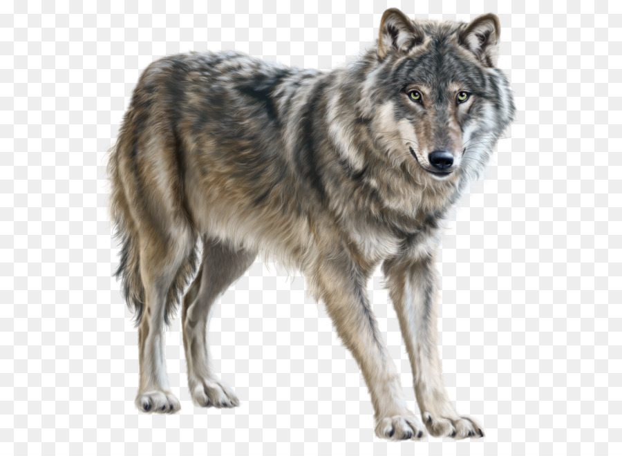 Lobo，Pelo Branco PNG