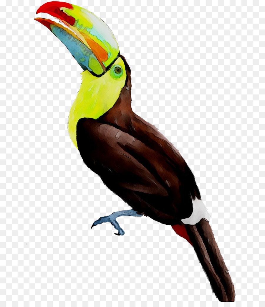 Tucano，Pássaro PNG