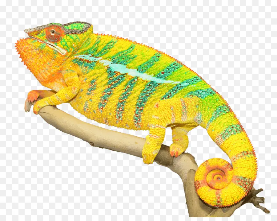 Camaleão Colorido，Réptil PNG