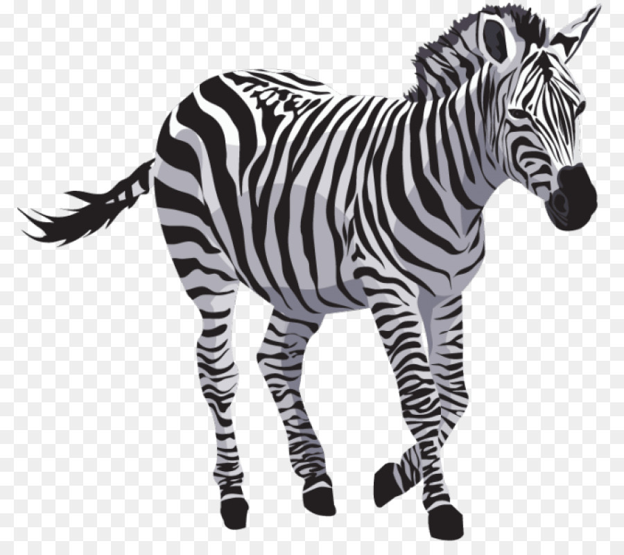 Zebra Colorida，Listras PNG