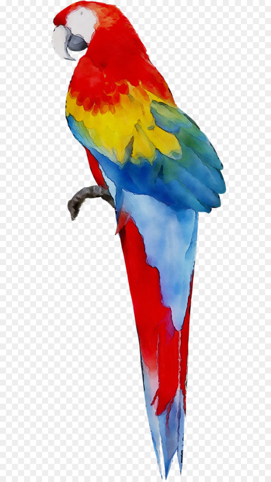 Arara，Periquito PNG