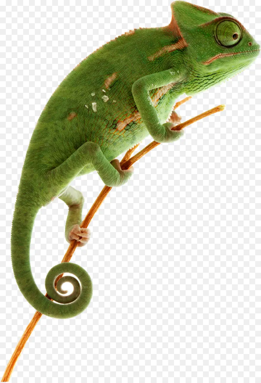 Camaleão，Lagarto PNG