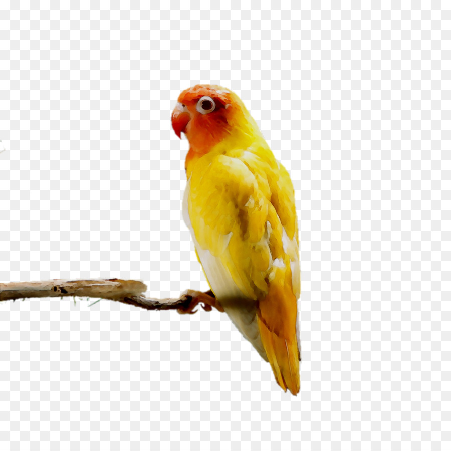 Lovebird，Periquito PNG