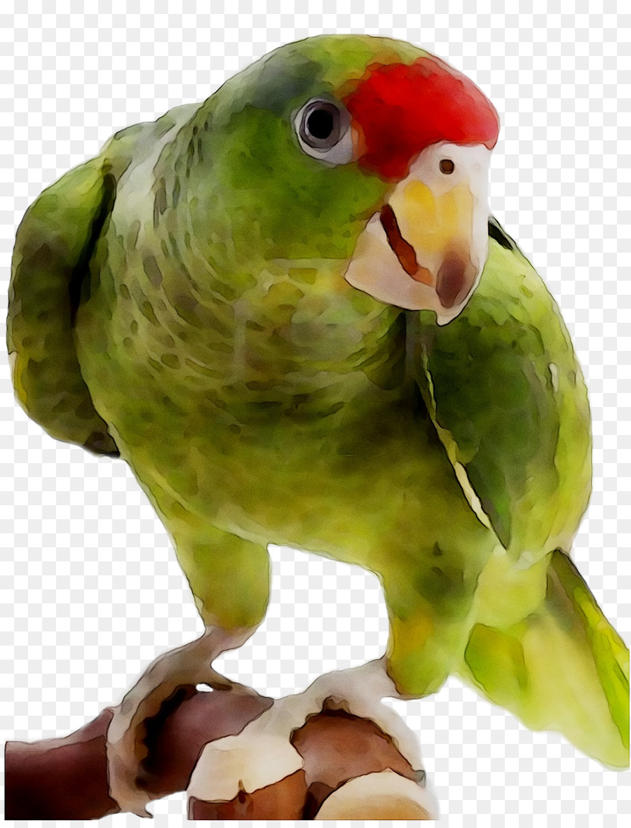 Papagaio Colorido，Verde PNG