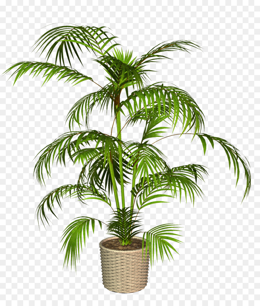 Plantar，Verde PNG