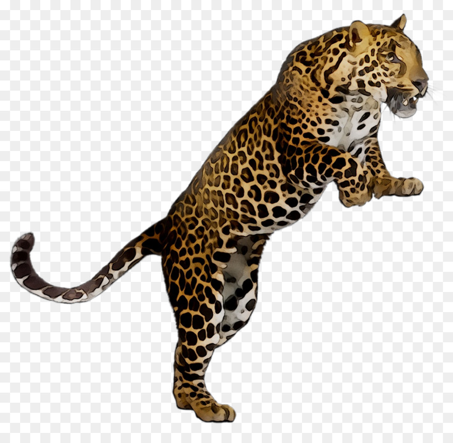 Leopard，Plano De Aula PNG